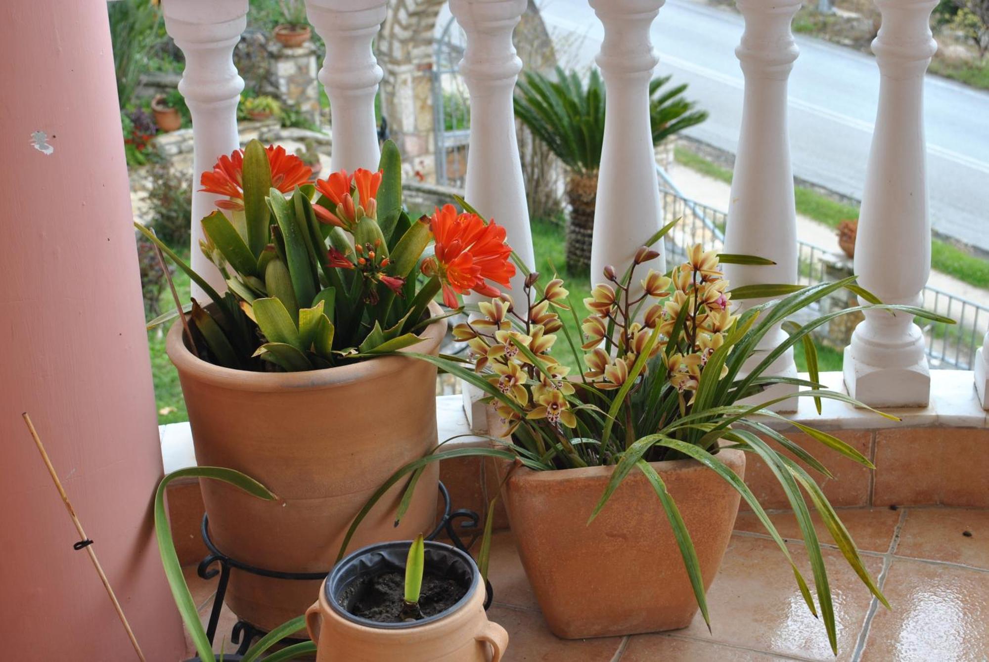 Amaryllis House * Párga
