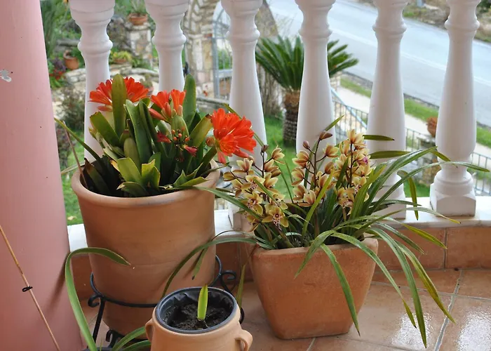 Amaryllis House