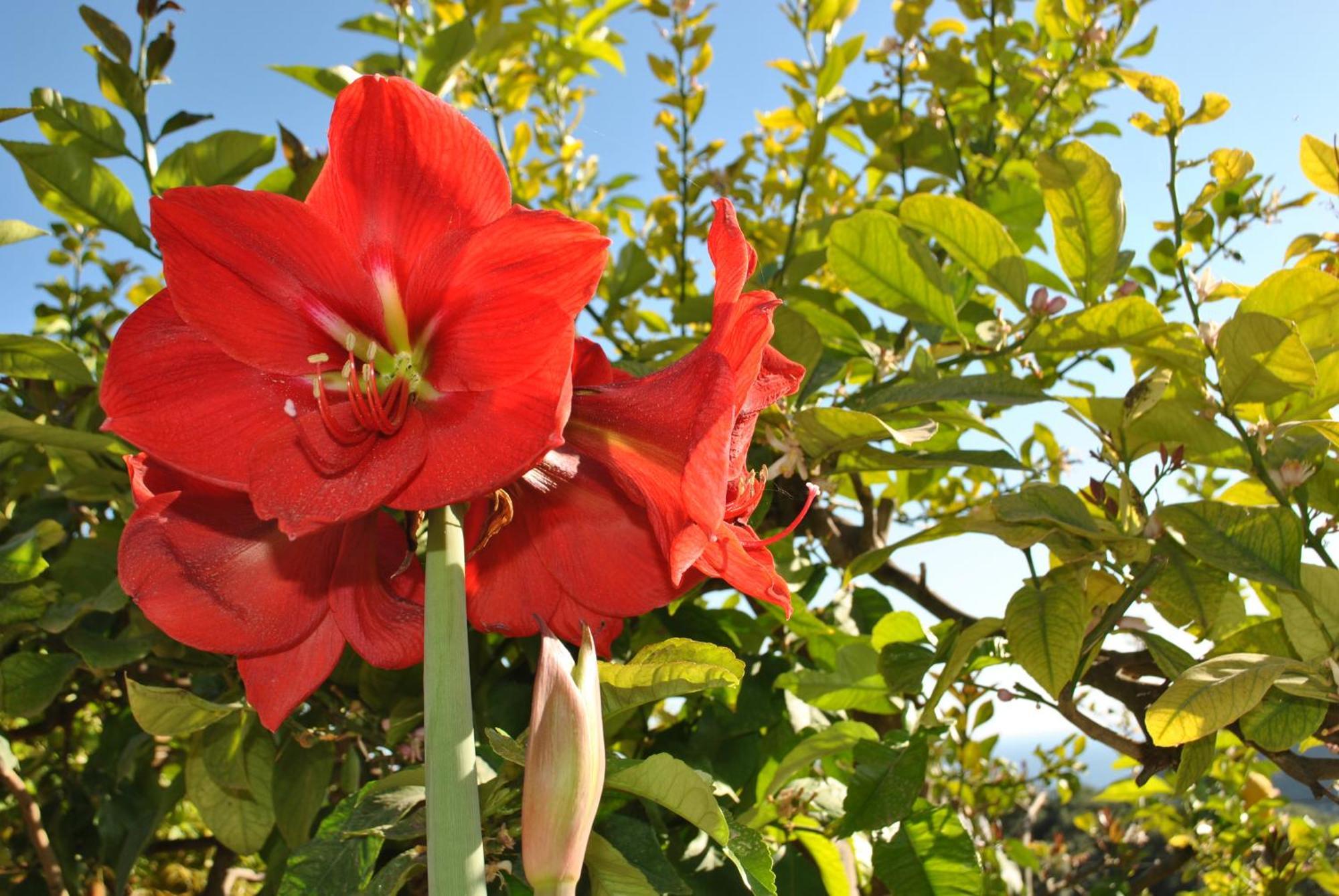 Apartment Amaryllis House Parga